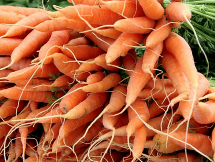 Fresh carrots pictured on the Sandpoint Farmers’ Market event page