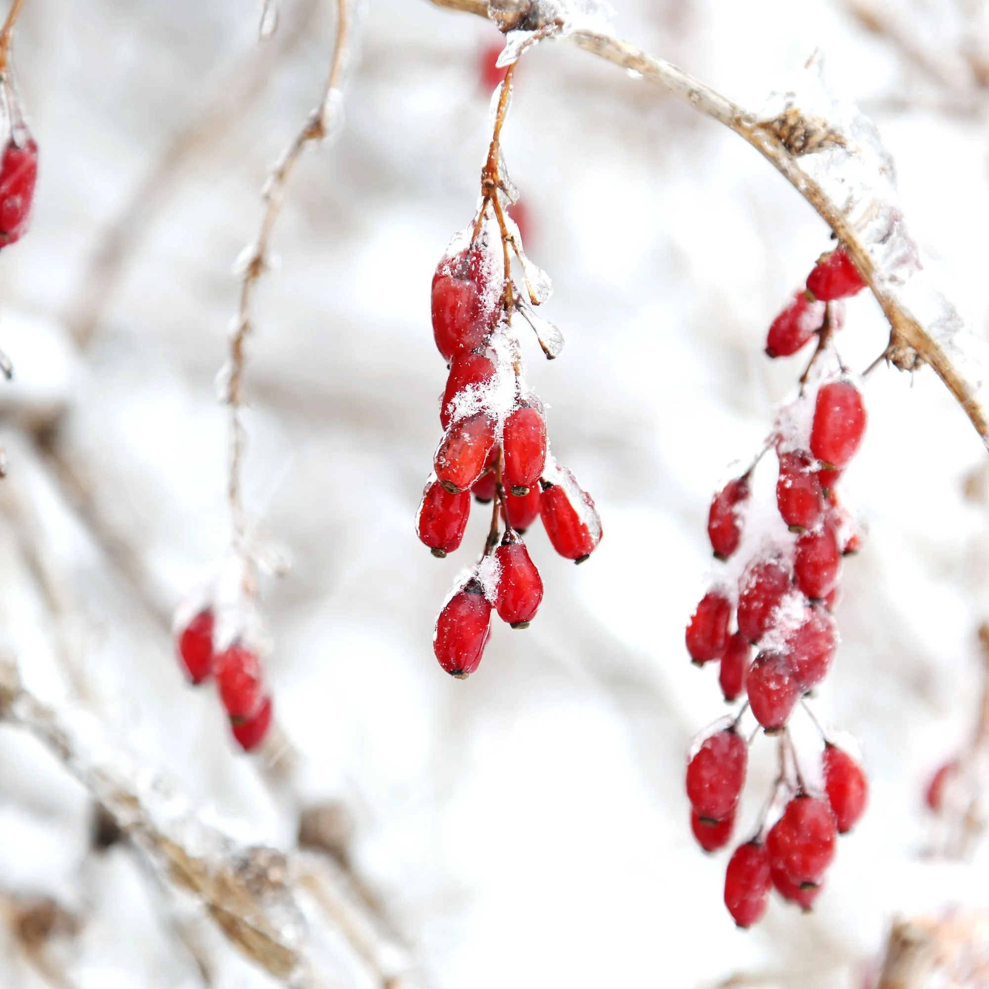 Snow-covered red berries featured on the Wintertide holiday market page